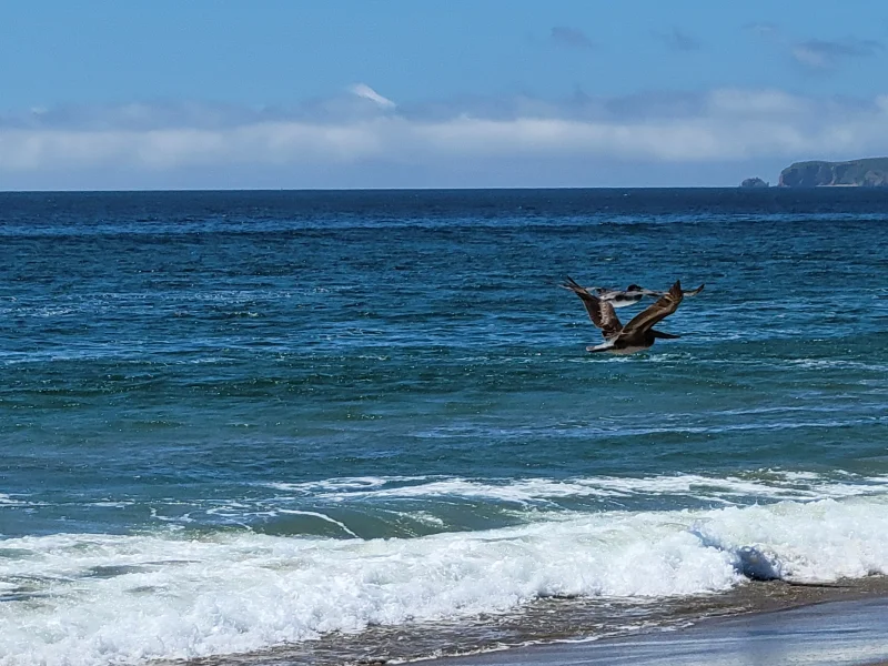 Brown Pelicans Skimming the Waves