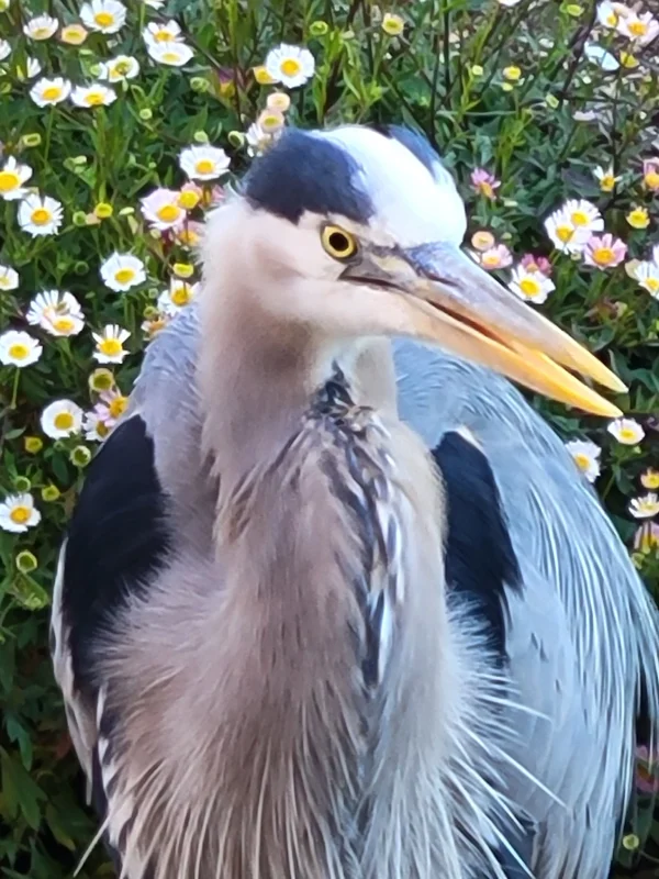 Great Blue Heron Among the Daisies