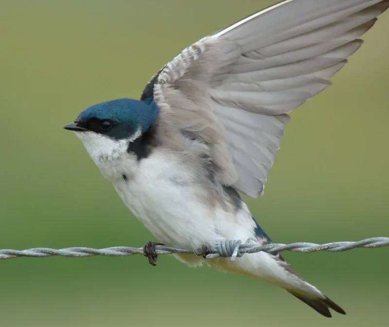 A Tree Swallow Stretching its Wing