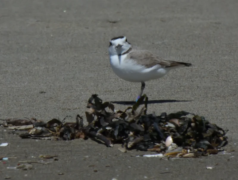 A Snowy Plover on the Sand
