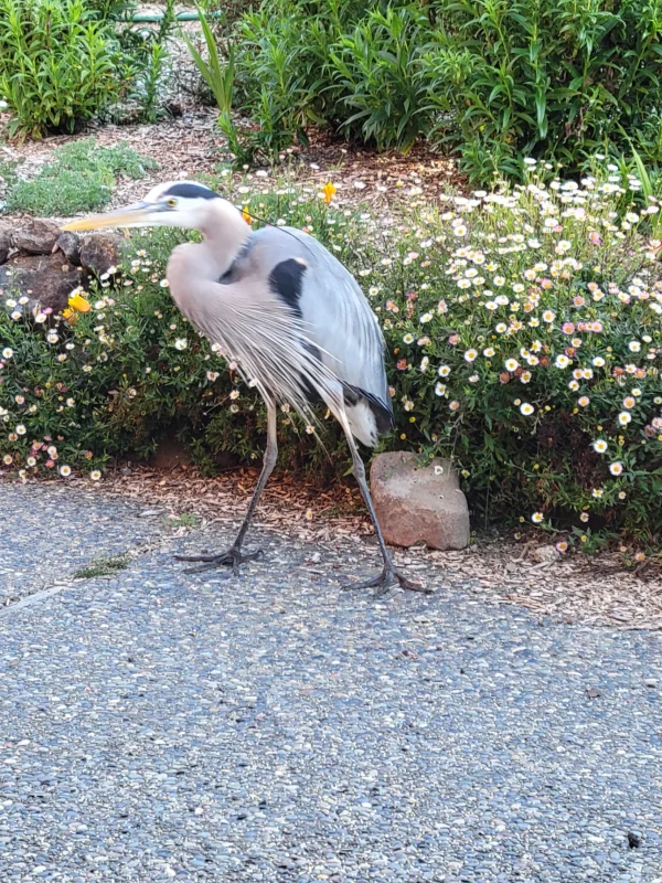 A Great Blue Heron in a Garden