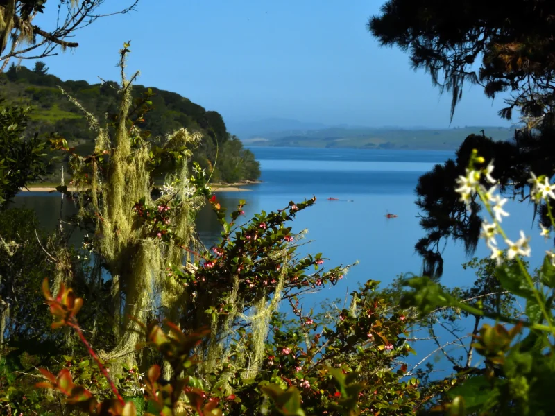 Coastal Flora Framing a View of the Bay