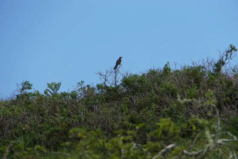 Northern Flicker Atop a Shrub