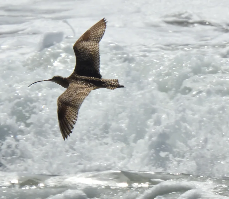 A Curlew Flying Over the Surf