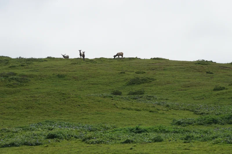 A Small Herd of Elk on a Grassy Hilltop