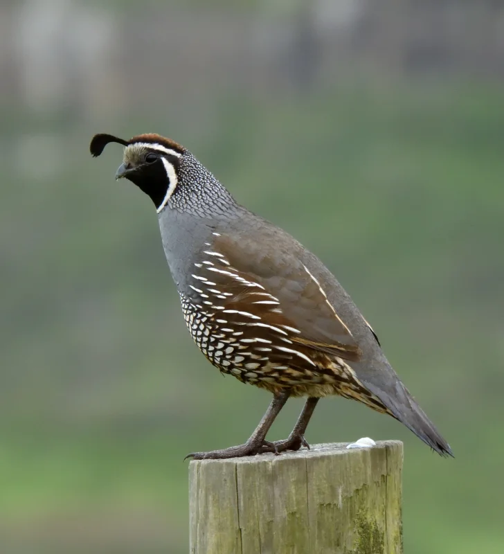 A California Quail on a Fence Post