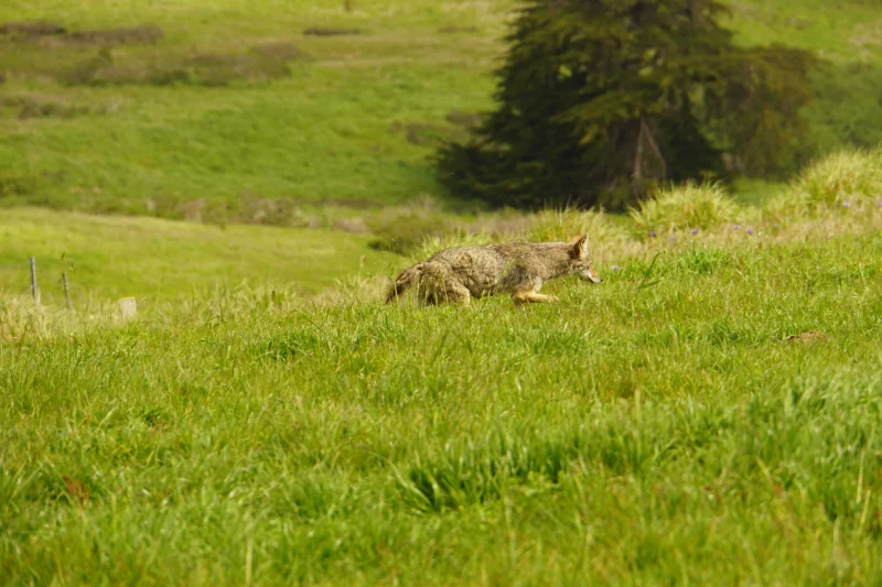 A Coyote on the Prowl in a Grassy Meadow