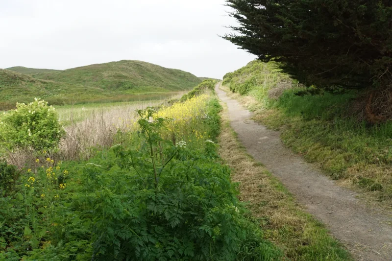 Trail Through Coastal Hills and Wildflowers