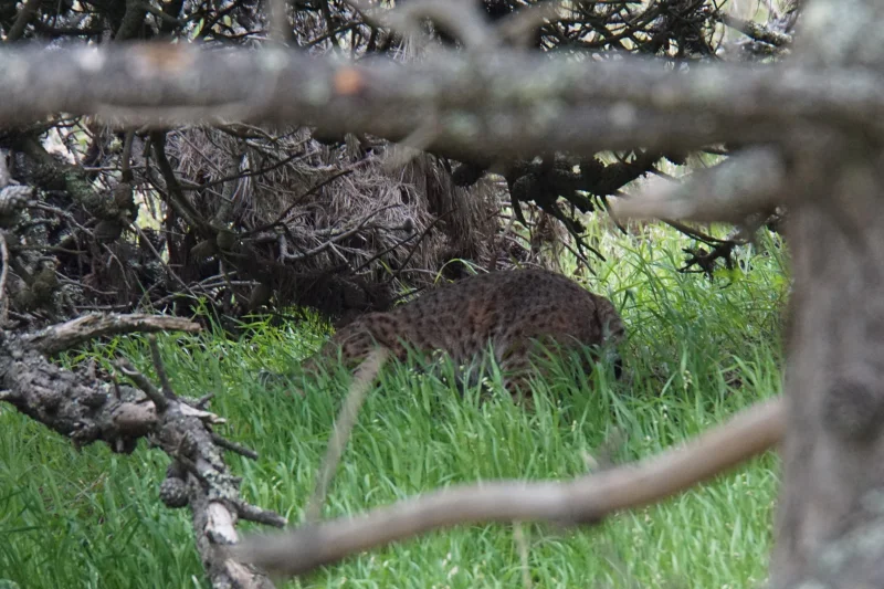 A Bobcat in the Underbrush