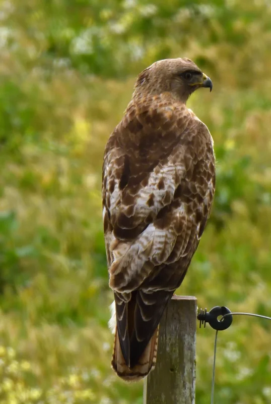 A Common Buzzard Perched on a Fence Post
