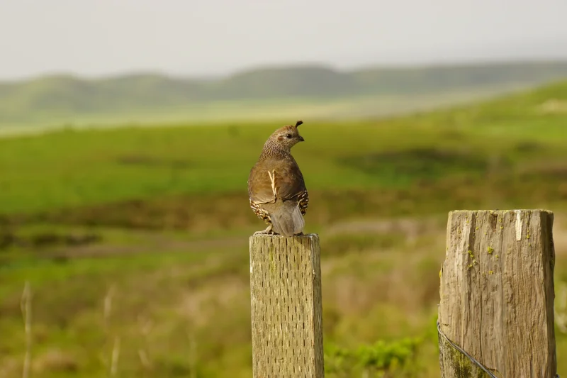 California Quail on a Fence Post