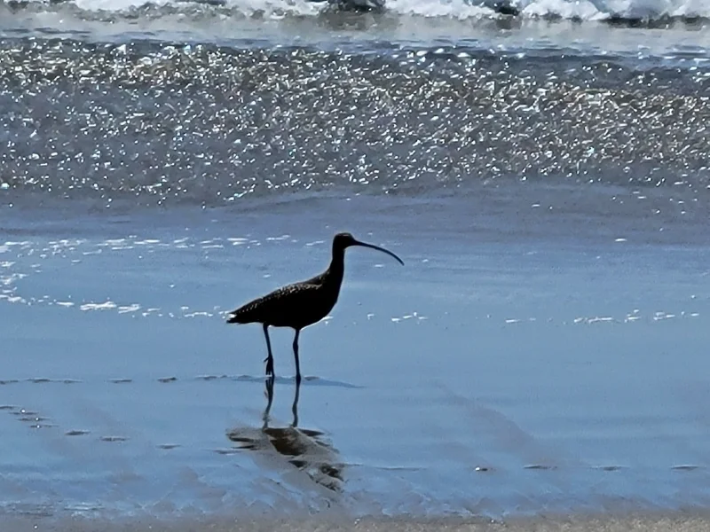 Long-billed Curlew in the Surf