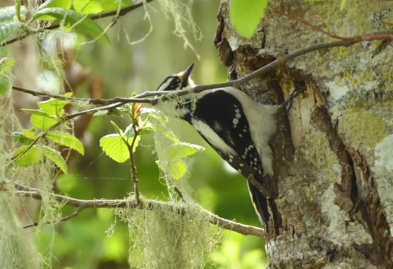 A Downy Woodpecker on a Tree Trunk