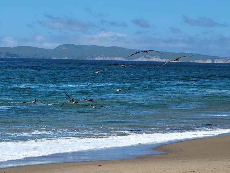 Pelicans Flying Above the Surf
