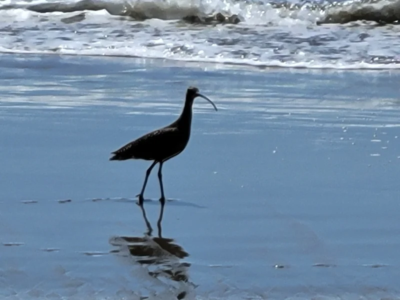 A Curlew Wading in the Surf