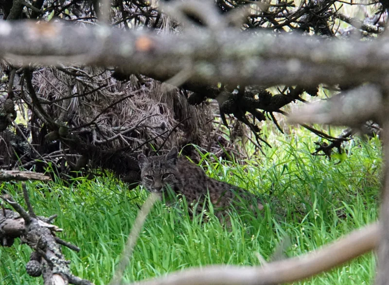 A Bobcat in the Undergrowth