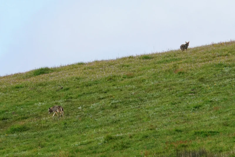 Two Coyotes on a Hillside