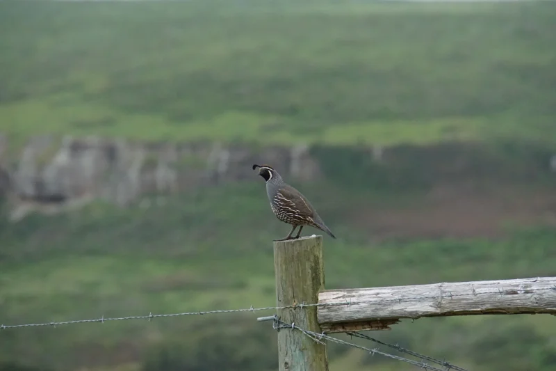 California Quail on a Fence Post