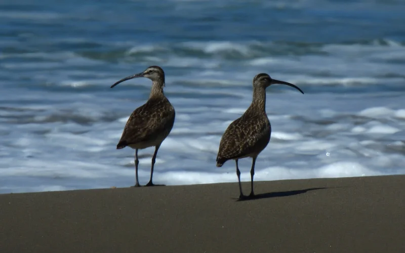 A Pair of Whimbrels on the Shoreline