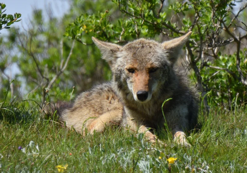 Coyote Resting in a Meadow
