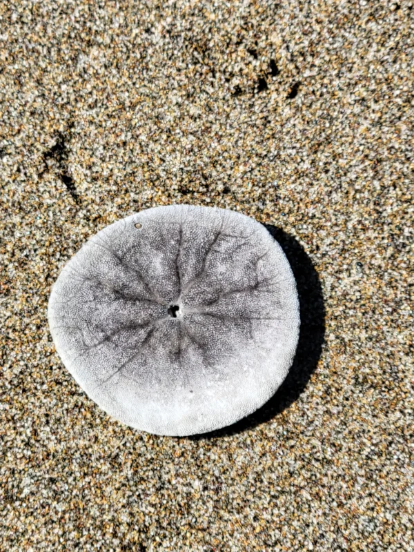 A Sand Dollar Test on the Sand