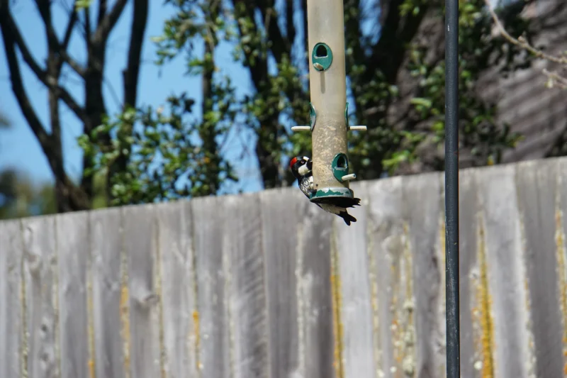 Acorn Woodpecker at a Feeder