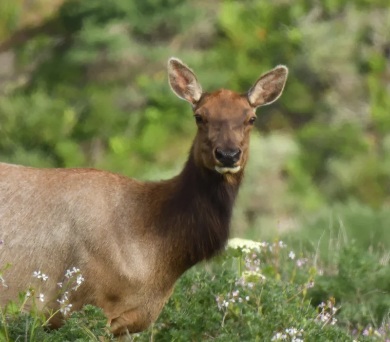A Female Elk in a Meadow