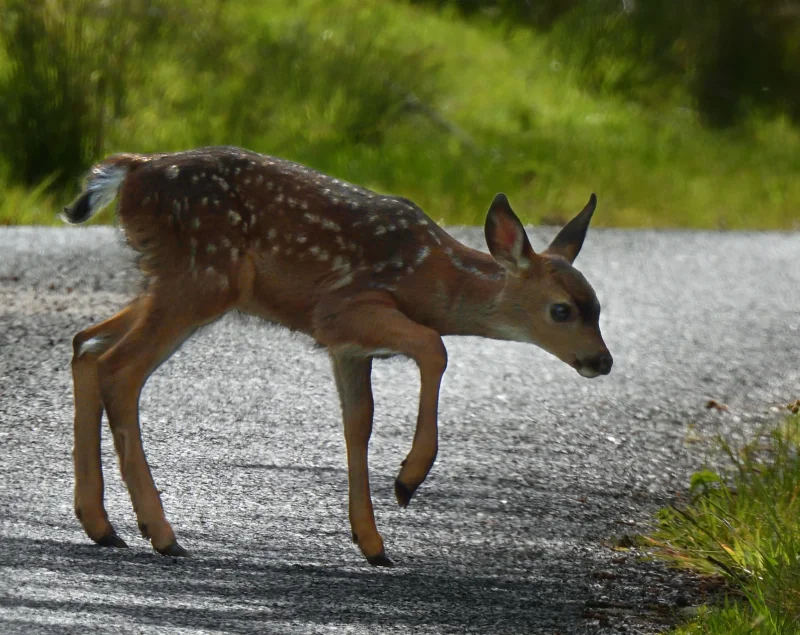 A Fawn's Tentative Steps