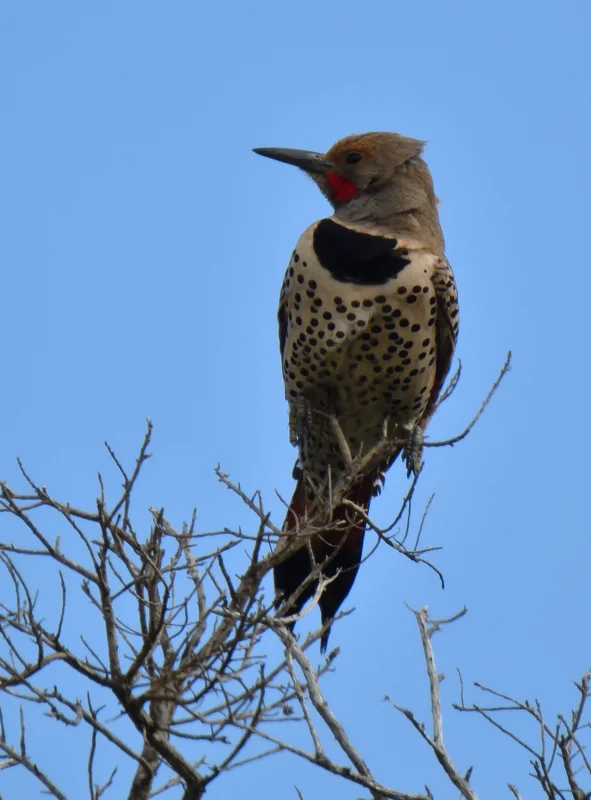 Male Northern Flicker