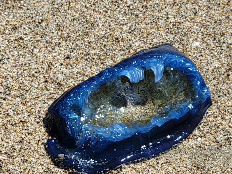 By-the-Wind Sailor Washed Ashore