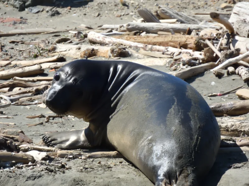 Young Northern Elephant Seal
