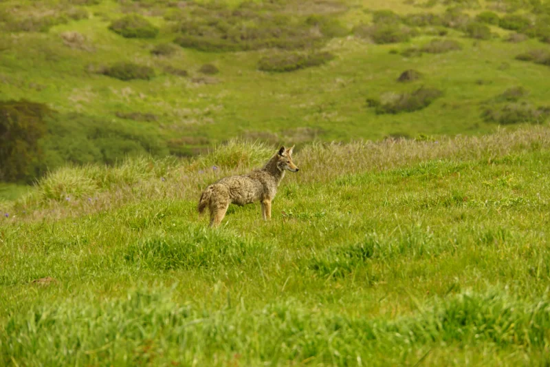 Coyote on a Grassy Hillside