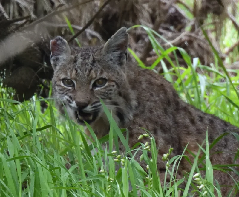 A Bobcat Growls from the Tall Grass