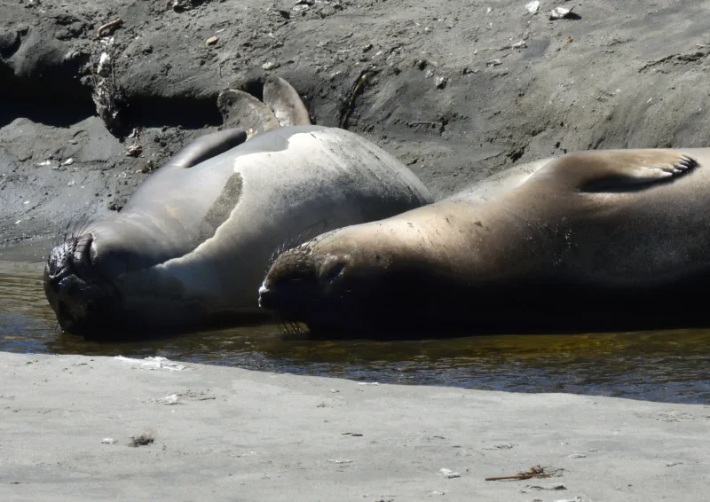 Northern Elephant Seals Resting on a Beach