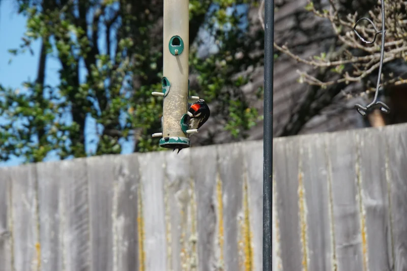 Male Woodpecker at a Bird Feeder