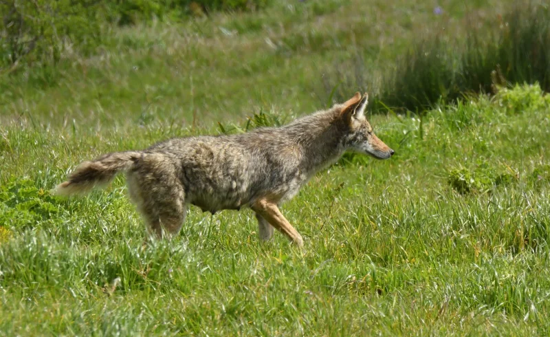 A Coyote Trots Through a Grassy Meadow