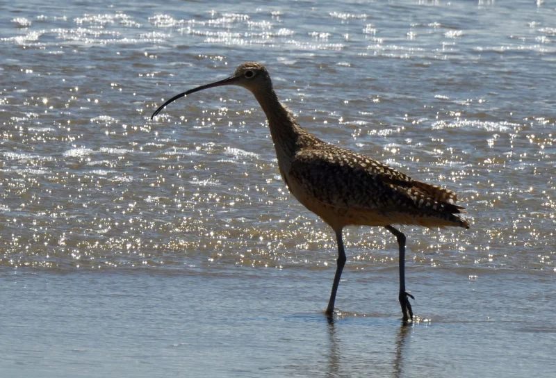 A Long-billed Curlew in the Shallows