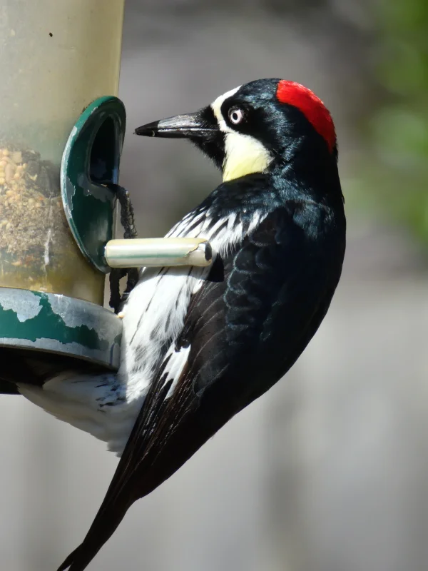 Acorn Woodpecker at a Bird Feeder