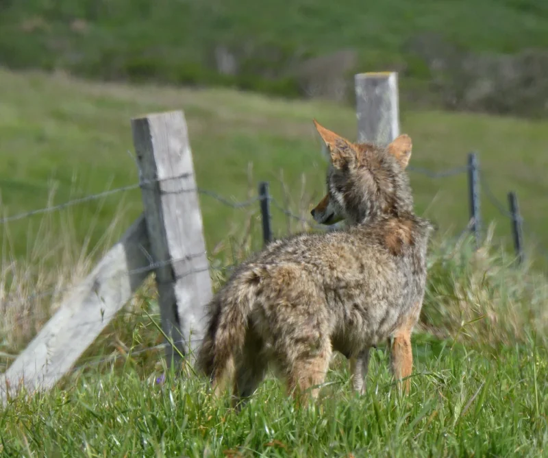 A Coyote in a Grassy Field
