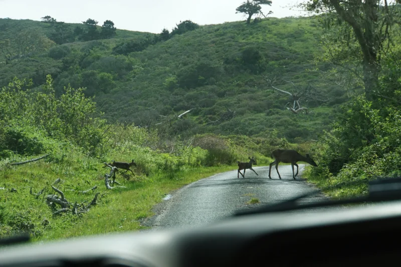A Doe and Fawns Crossing a Backroad