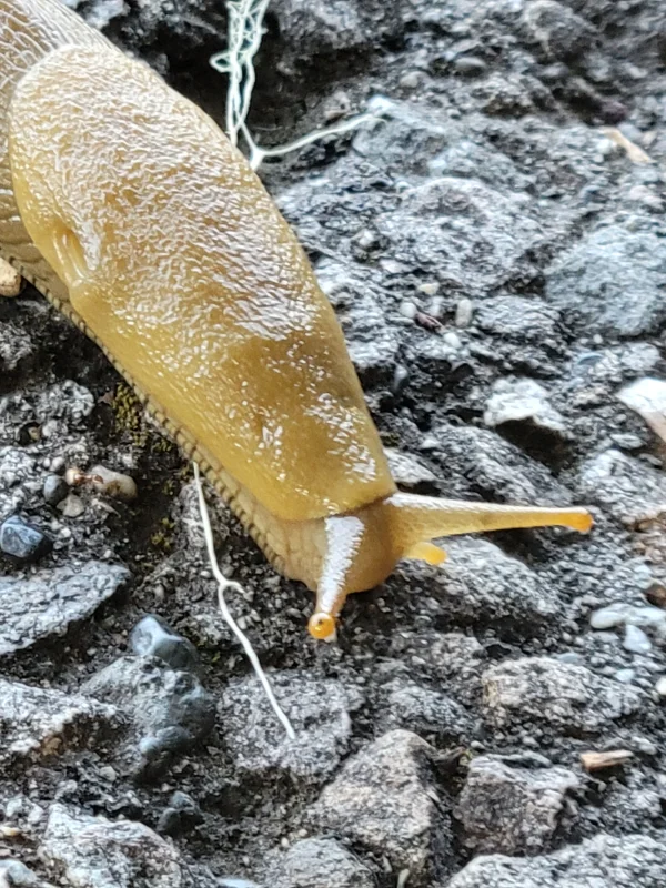 A Pacific Banana Slug on Pavement