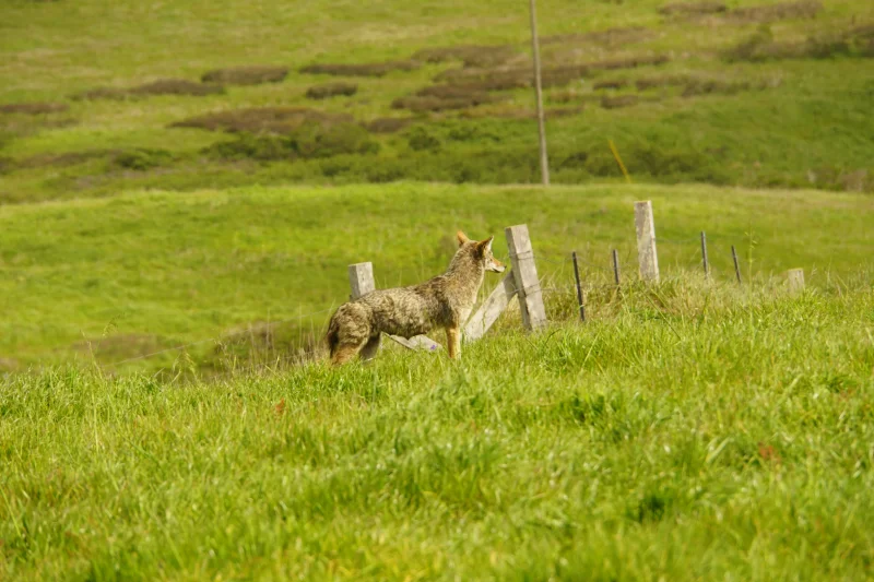 A Coyote on a Hillside