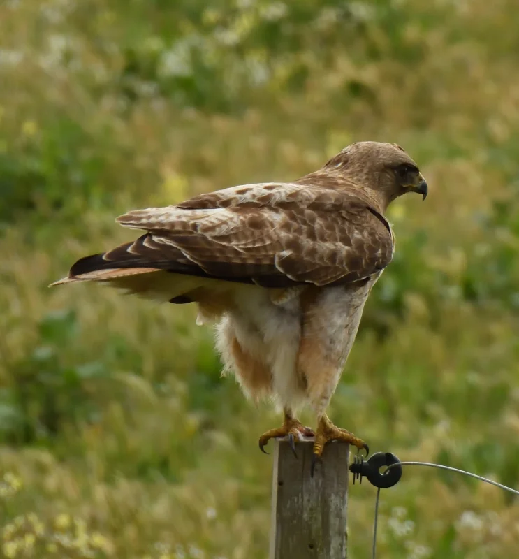 A Red-tailed Hawk Perched on a Fence Post