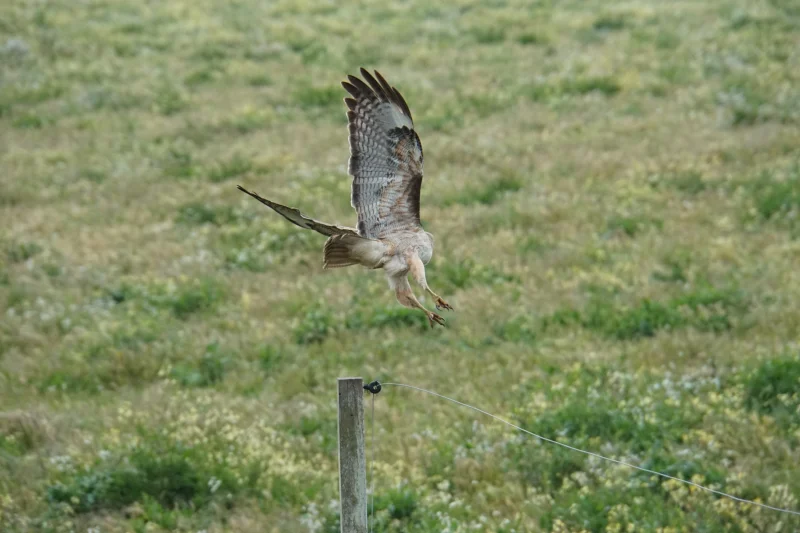 A Hawk Taking Flight from a Fence Post