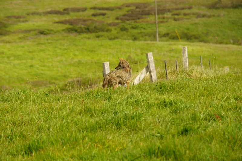 Coyote on a Grassy Hillside