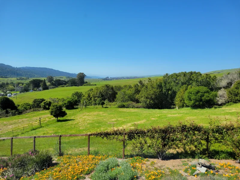 Rolling Green Hills Above Tomales Bay
