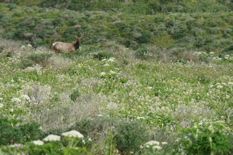 An Elk on a Wildflower-Covered Hillside