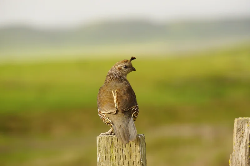 A California Quail Perched on a Fence Post