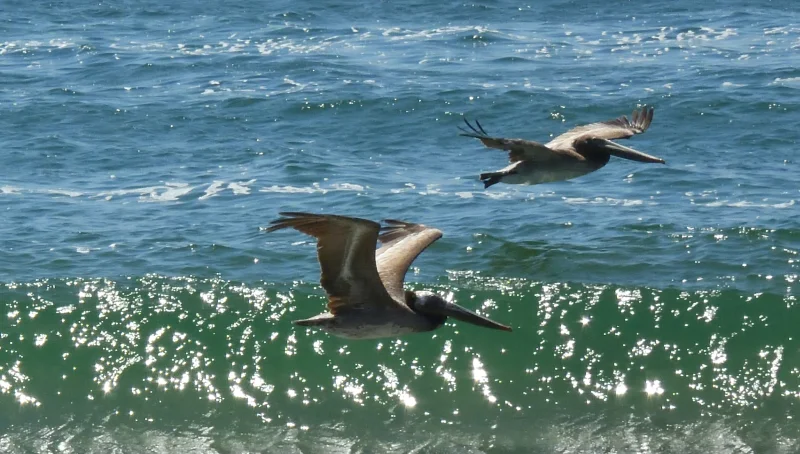 Two Pelicans in Flight Over Ocean Waves
