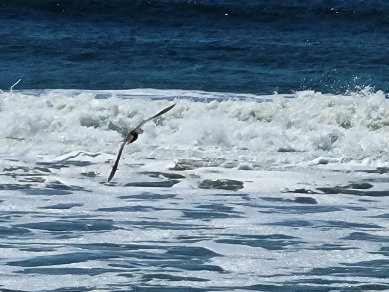A Seabird Skimming the Waves